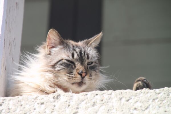 Votre chat est stressé ? Il existe une musique pour les calmer…