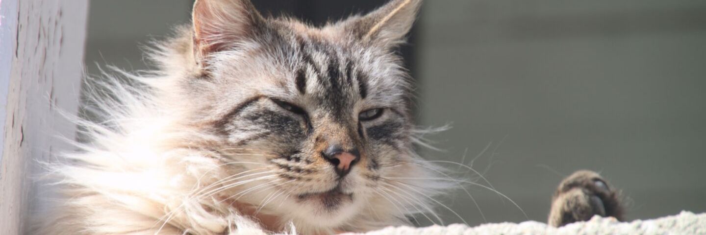 Chanson pour calmer les chats header