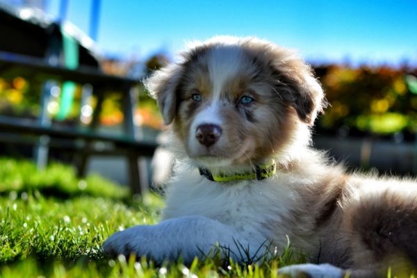 Une crèche pour chiens va ouvrir à Liège