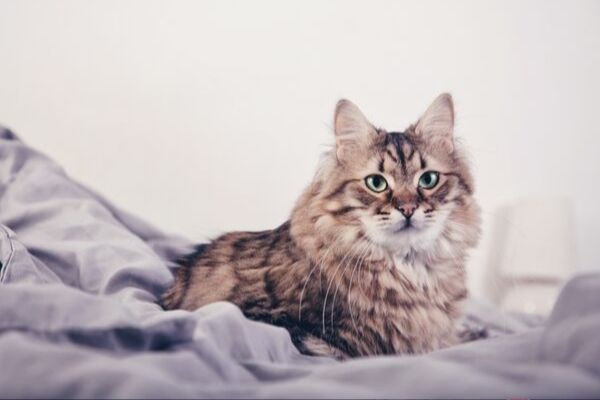 Votre chat vous aime, même s’il ne le montre pas toujours