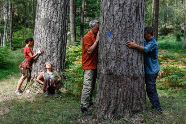 Embrasser des arbres ? C’est bon pour la santé !