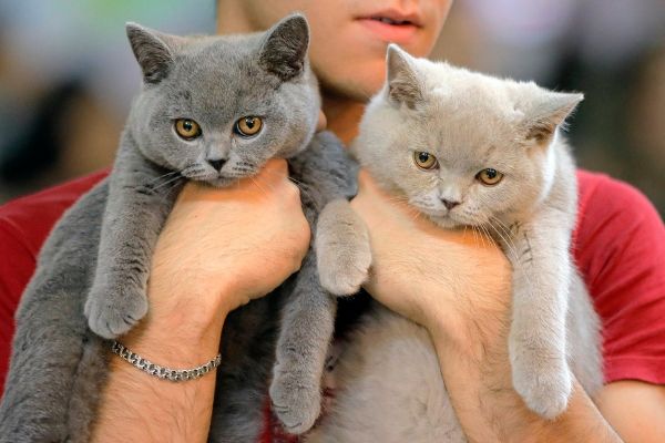 Découvrez le cadeau parfait à offrir à votre chat !