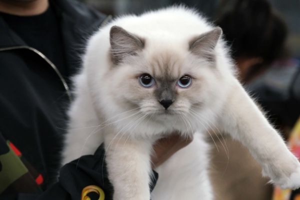 Découvrez le collier traducteur de miaulements !