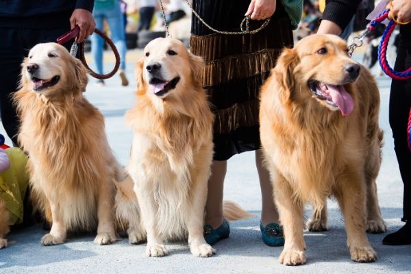 Un job offre 37 000€ pour vous occuper de chiens !