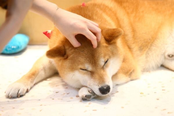 Un bar à chiens va ouvrir prochainement à Bruxelles !