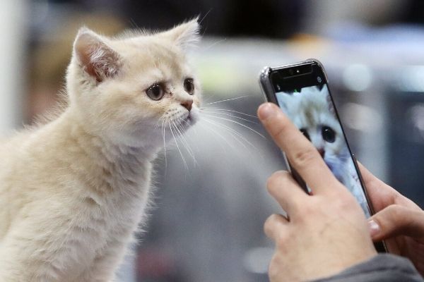 En moyenne, vous prenez 7 photos de votre chat par jour !