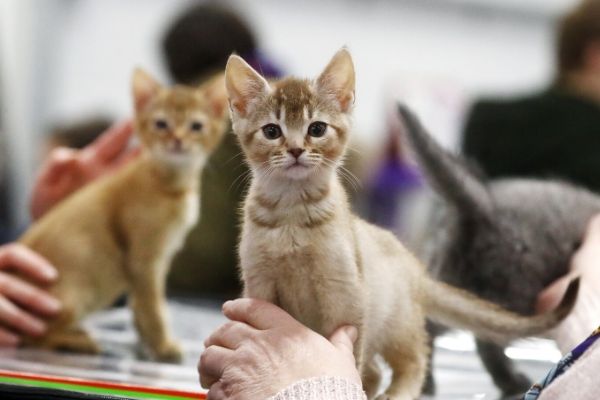 Avoir un chat, c'est bon pour la santé !