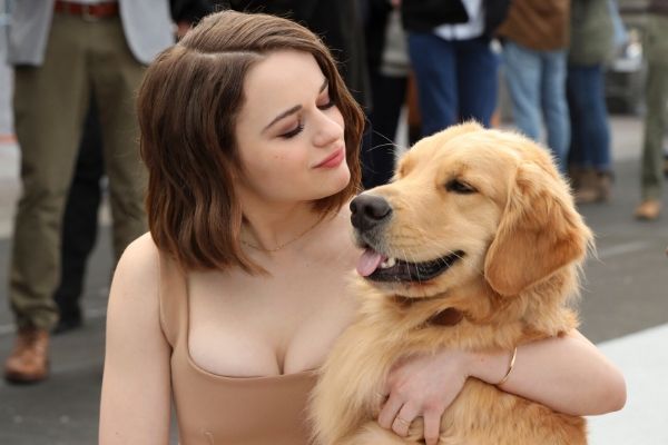 Des jours de congé pour soigner son animal ? C’est possible !