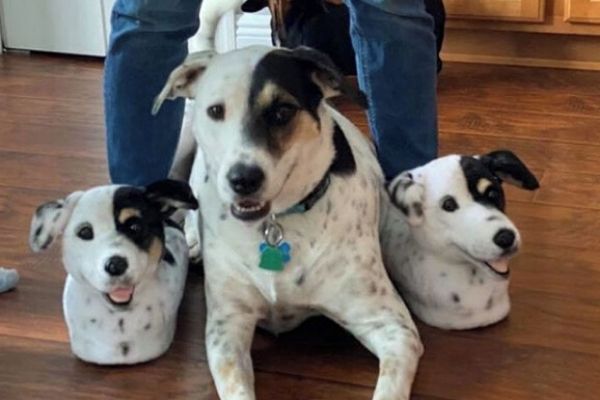 Commandez vos pantoufles avec votre animal de compagnie dessus !