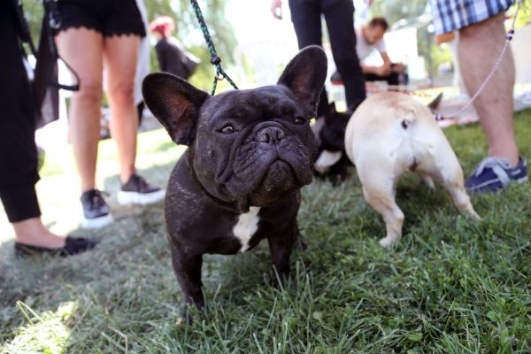 Découvrez ce bar pour les amoureux des Bouledogues français