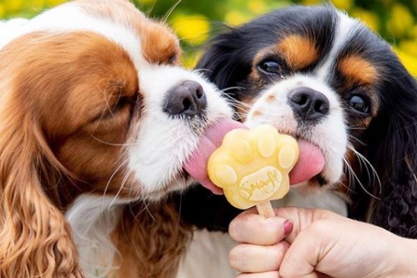 Cette société vous livre des glaces…pour votre chien !