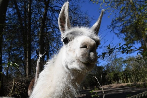 La solution contre le Coronavirus pourrait nous venir des lamas