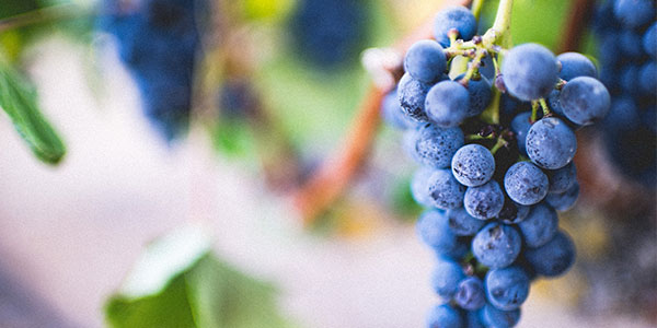 1992 L'année est exceptionnelle pour les vins de Bourgogne