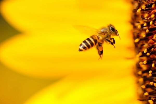 Le venin des abeilles : un espoir contre le cancer du sein