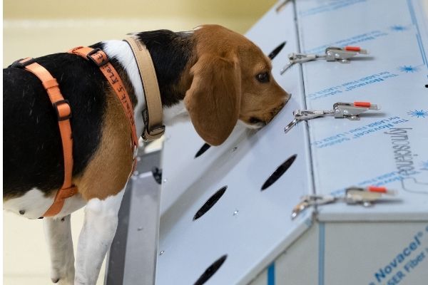Covid : les chiens renifleurs vont-ils remplacer les tests PCR ?