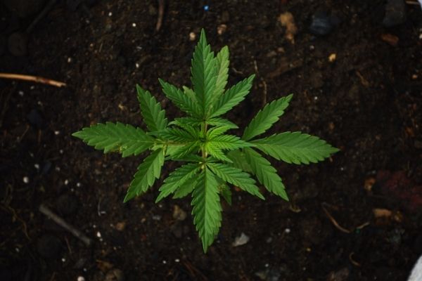 Le cannabis thérapeutique: la crainte autour de la production