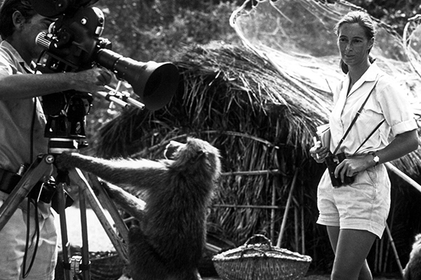Inspirons-nous : Jane Goodall, une femme au coeur de singe