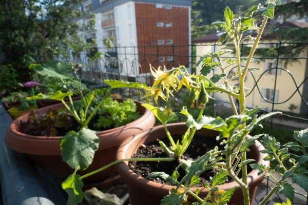 Balcon, façade, jardin : comment semer en ville ?