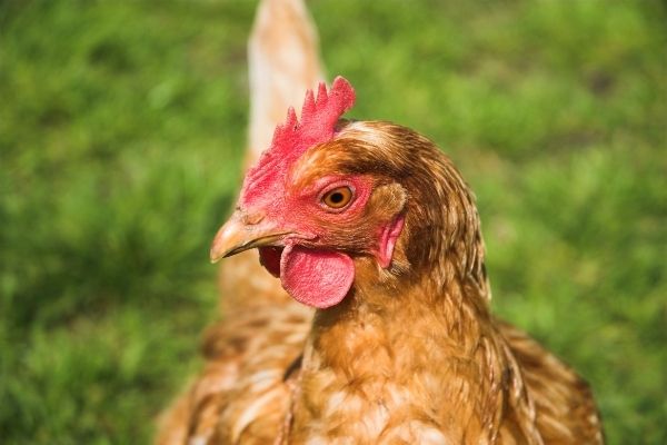 Des policiers et des poules