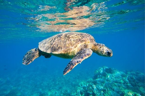 OCEAN TORTUE
