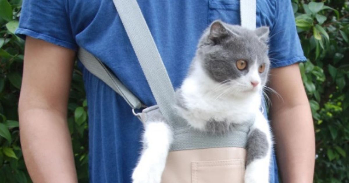 Voici La Solution Pour Emmener Votre Animal Partout Voici La Solution Pour Emmener Votre Animal Partout