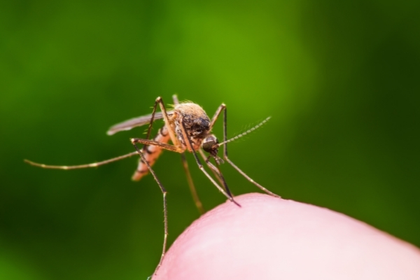 Journée mondiale du paludisme : vaccin et défis scientifiques