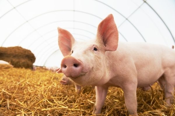 Cochon