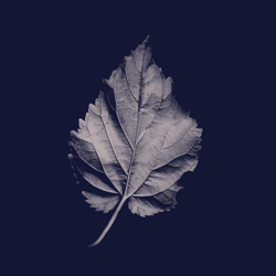 Cover Ordinary World - Joy Williams