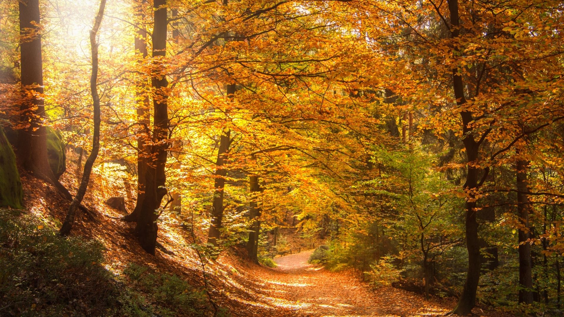 Foret automne