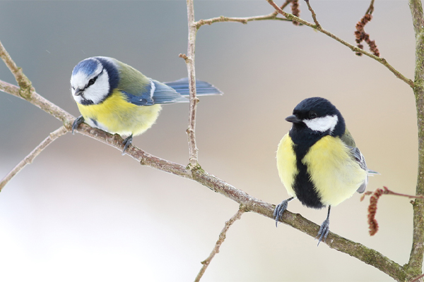 Le temps de l'info : participez au grand recensement des oiseaux