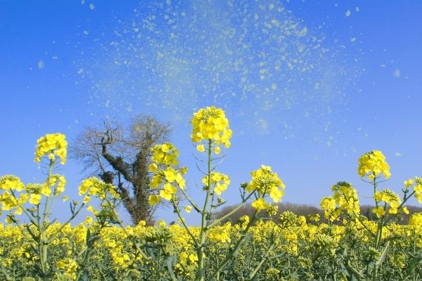 Le temps de l'info : début des allergies au pollen, les conseils