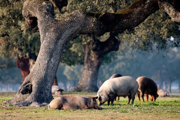 Pourquoi les porcs du fermier André Magerotte prennent le grand air