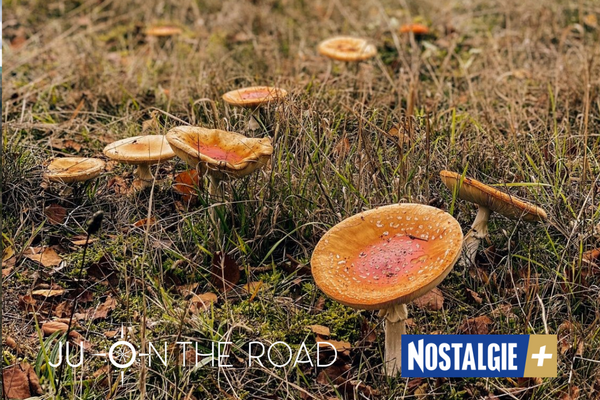« Ju on the road » : Balade d’automne dans la Réserve naturelle de Sclaigneaux