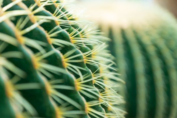 S'inspirer des cactus pour optimiser les systèmes de récupération d'eau