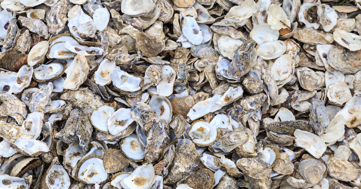 Cette entreprise recycle les coquilles d'huîtres en gravier