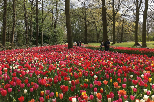 floralia 24 vignette