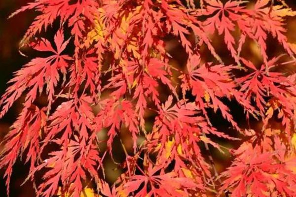 fête des plantes