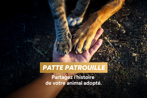 Patte Patrouille