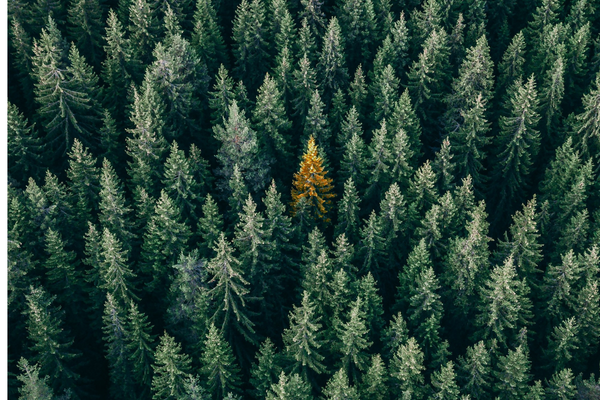 foret