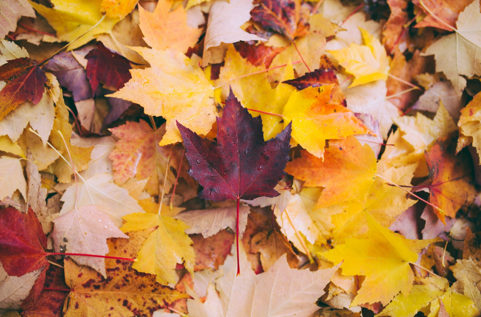feuilles d’érable séchées