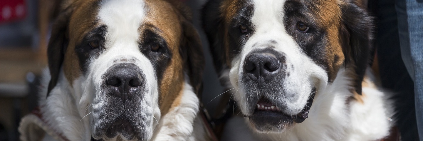 Nrj Belgique Voici Le Chien Qui Correspond à Votre Signe